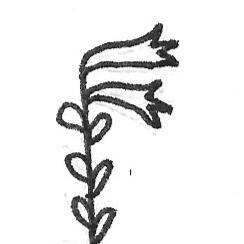 black and white drawing of a trumpet shaped flower