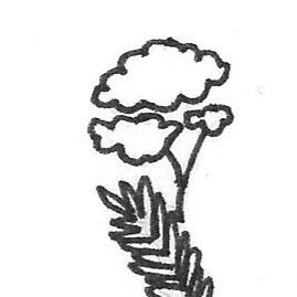 black on white drawing of the flower queen anne's lace