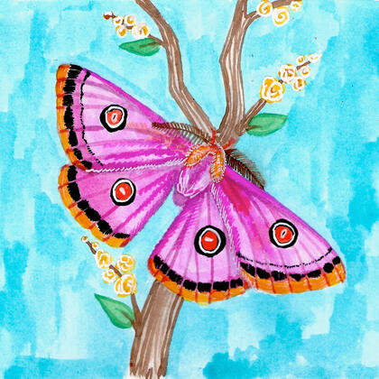 painting of a large pink moth with orange spots on it's wings on a branch with orange flowers